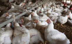 Bird Flu: What You Need To Know