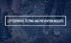 Leptospirosis Testing and Prevention Insights
